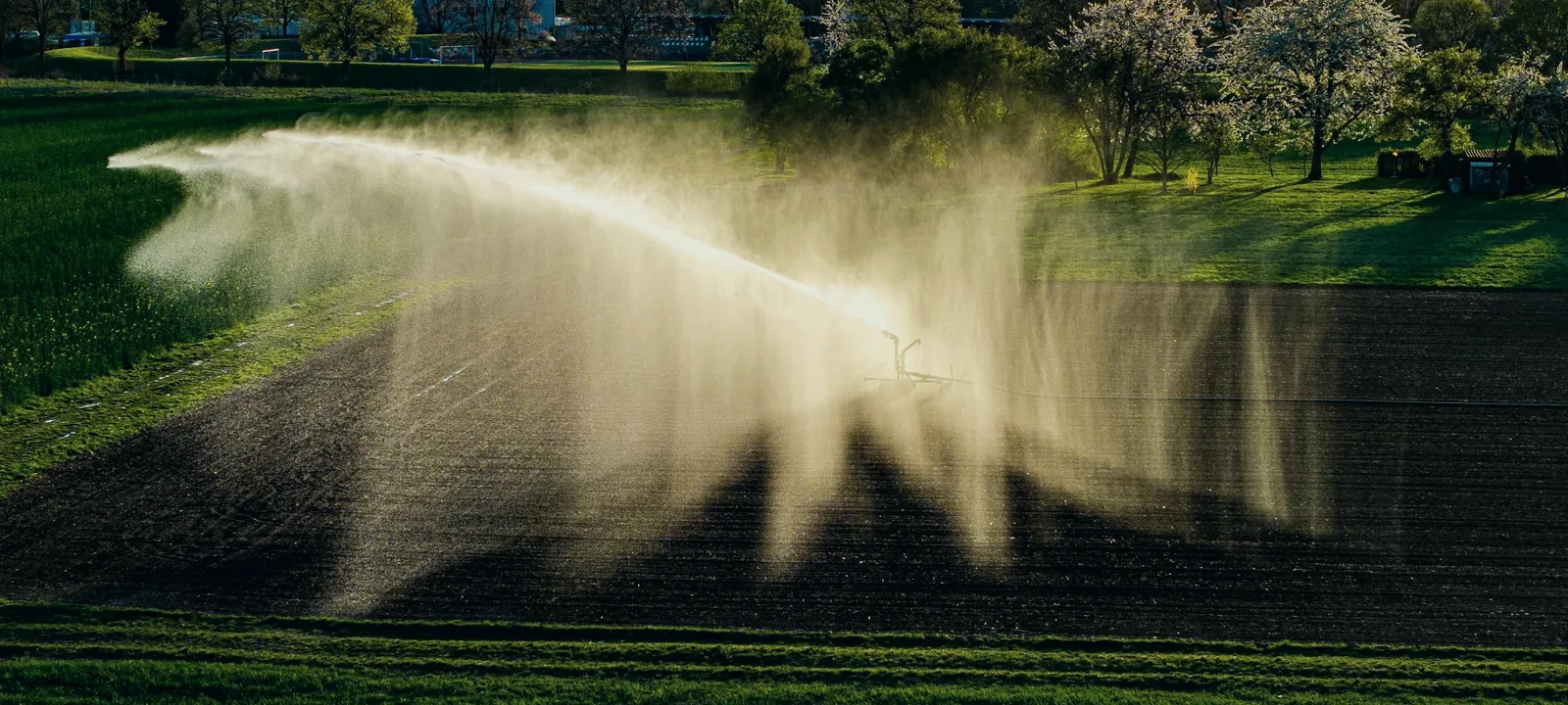 A sprinkler irrigating a cultivated field.