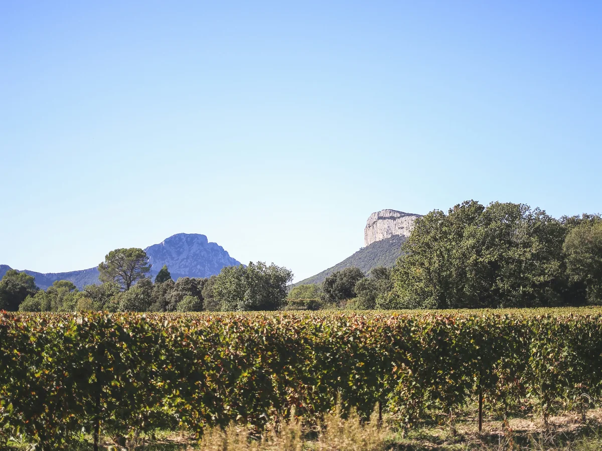 Vineyard rows in an agricultural landscape.